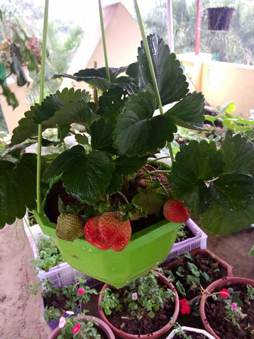 Mô hình trồng dâu tây Đà Lạt  BRTgo  YouTube