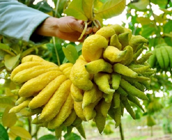 Cách chọn và giữ quả phật thủ để ban thờ Tết được đẹp, lâu