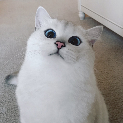 Ngắm chú mèo có đôi mắt đẹp nhất thế giới