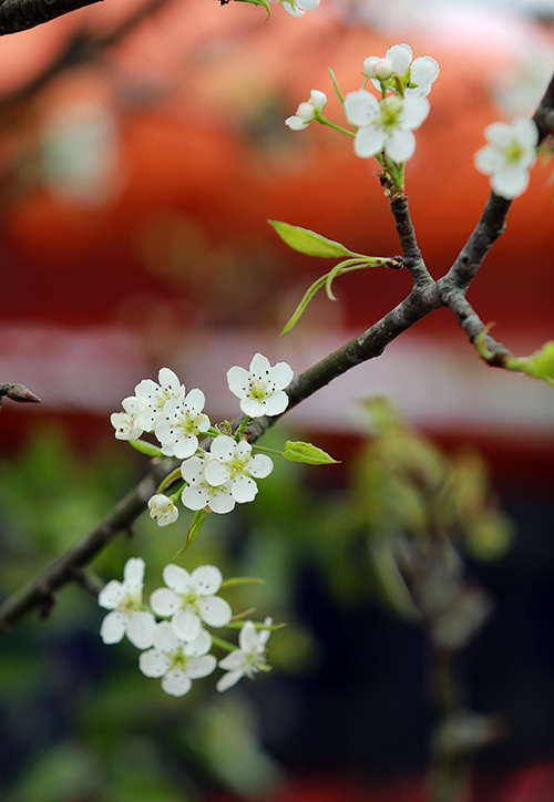 Thú chơi hoa lê sau Tết của người Hà Nội