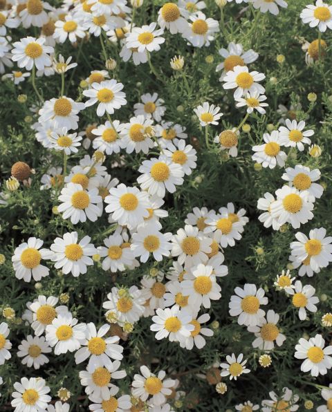 Loài hoa phổ biến: Hãy dành chút thời gian để cùng ngắm nhìn những bông hoa phổ biến trong vườn. Chúng sẽ khiến bạn cảm thấy hạnh phúc và yên tâm với vẻ đẹp thiên nhiên đầy cảm hứng.
