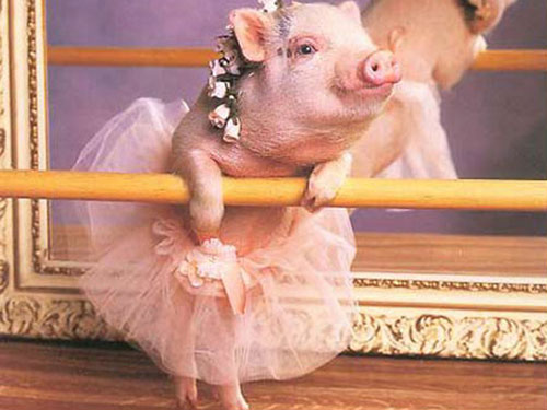 Chi tiết 75+ về ảnh con lợn mặc váy mới nhất