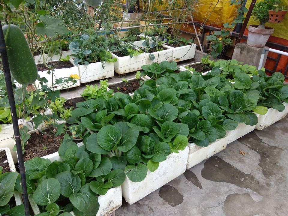 Nông dân Đà thành chi bạo 1 tỷ đồng làm vườn sinh thái trên sân thượng để  nuôi hơn 100 loài chim quý | Dân Việt