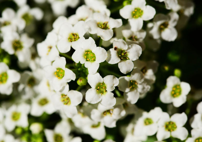 10 loài hoa nên trồng giúp nhà thơm ngất ngây - 3