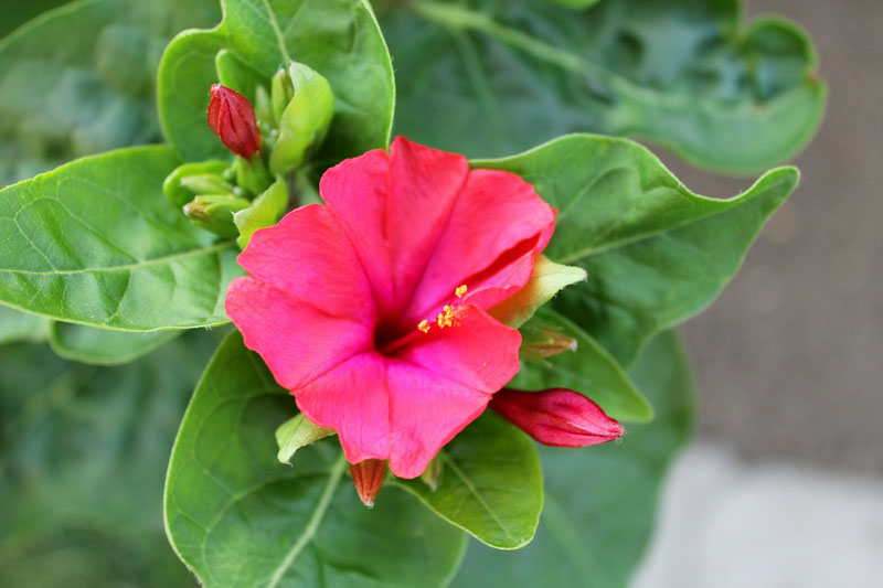10 loài hoa nên trồng giúp nhà thơm ngất ngây - 5