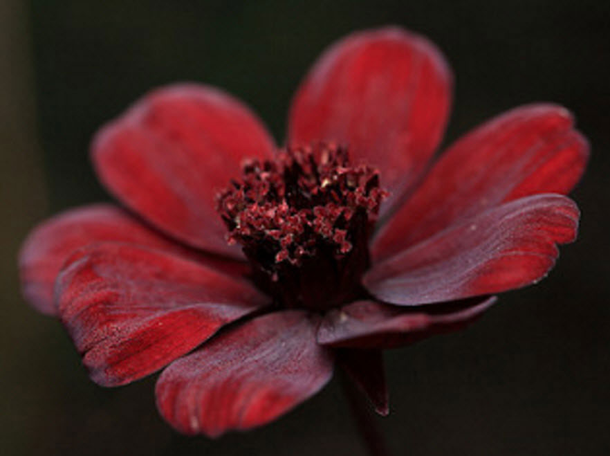 10 loài hoa nên trồng giúp nhà thơm ngất ngây - 6
