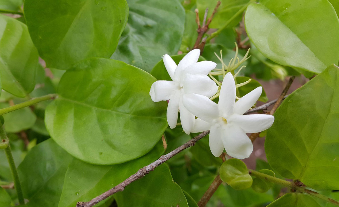 10 loài hoa nên trồng giúp nhà thơm ngất ngây - 9