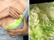 Cách đắp lá bắp cải để giảm đau ngực do tức, tắc sữa