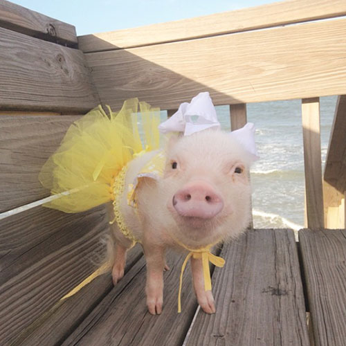 Hình ảnh 2019 Heo Sống Mặc Váy PNG  Một Con Heo Heo Con Con Lợn PNG miễn  phí tải tập tin PSDComment và Vector