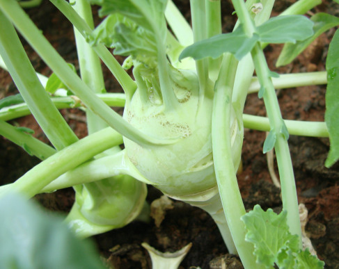 Rau trồng tháng tám: cách trồng su hào tại nhà từ hạt - 6