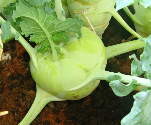 Rau trồng tháng tám: cách trồng su hào tại nhà từ hạt - 7