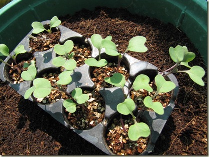 Rau trồng tháng tám: cách trồng su hào tại nhà từ hạt - 2
