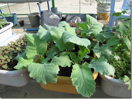 Rau trồng tháng tám: cách trồng su hào tại nhà từ hạt - 3