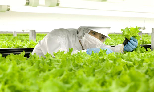 "Indoor Garden" vertical production of 21,000 clean vegetables per day - 5