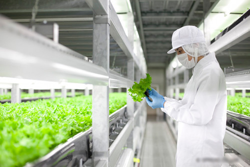 "Indoor Garden" vertical production of 21,000 plants of clean vegetables per day - 7