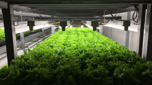"Indoor Garden" vertical production of 21,000 plants of clean vegetables per day - 4