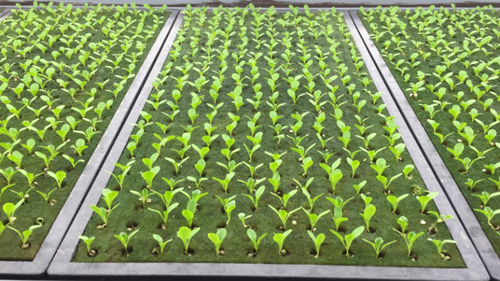 "Indoor Garden" vertical production of 21,000 clean vegetables per day - 8