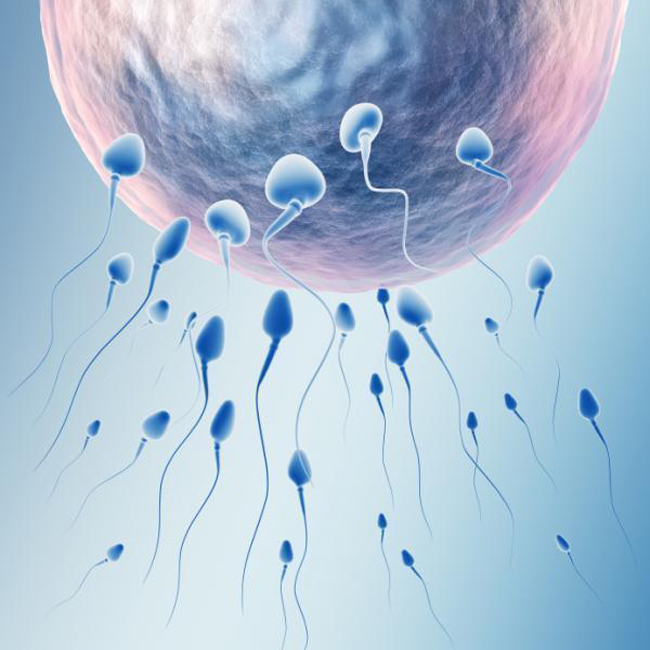 Các mẹ vẫn thường thắc mắc không biết hình ảnh về trứng và tinh trùng nhìn sẽ như thế nào? Thông qua kính hiển vi, các nhà khoa học đã cho ra những hình ảnh vô cùng đẹp mắt về chúng. Mời các mẹ cùng tận mặt xem những hình ảnh thú vị này.

BÀI LIÊN QUAN:

Thai nhi 4 tuần: Mẹ chờ đợi phép màu

Thai nhi 1 & 2 tuần: Sẵn sàng thụ thai

Top thực phẩm “đầu độc” thai nhi

Video 'độc': Sự hình thành tai, mắt thai nhi

“Chết cười” ngắm thai nhi tạo dáng

4 cách tính ngày trứng rụng cực chuẩn

Trứng và tinh trùng sống được bao lâu?
