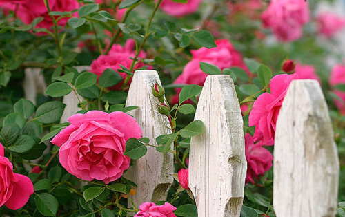 Hoa hồng leo là một trong những loại hoa được các tín đồ yêu hoa săn đón. Với các mảng màu tươi sáng và họa tiết đẹp, hoa hồng leo trở thành một thứ vật phẩm tuyệt vời để trang trí nhà cửa. Với những kỹ năng vẽ hoa hồng leo đơn giản, bạn cũng có thể tạo ra những bức tranh hoa đẹp lung linh như vậy.