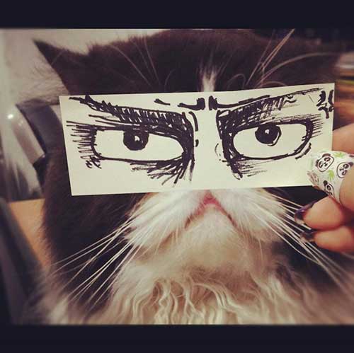 Nhật Bản: Trào lưu vẽ mắt cho... mèo