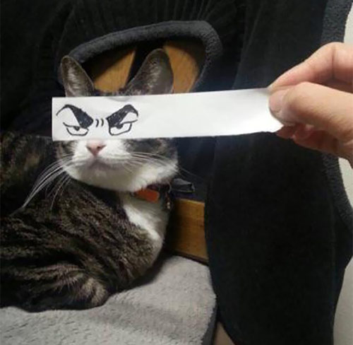 Cùng chiêm ngưỡng bức tranh vẽ mắt mèo anime đáng yêu này, nơi đôi mắt to tròn và bừng sáng của mèo được thể hiện một cách tuyệt vời. Bạn sẽ cảm thấy bị thu hút bởi ánh nhìn đầy sức sống của chú mèo.
