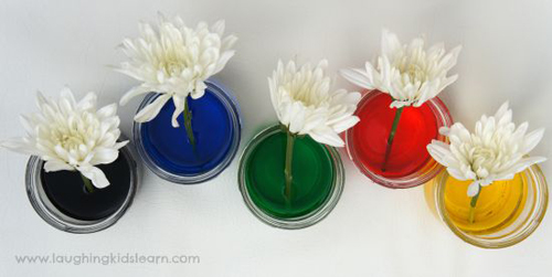 Bí quyết nhuộm màu cho hoa cúc trắng cực nhanh - 11