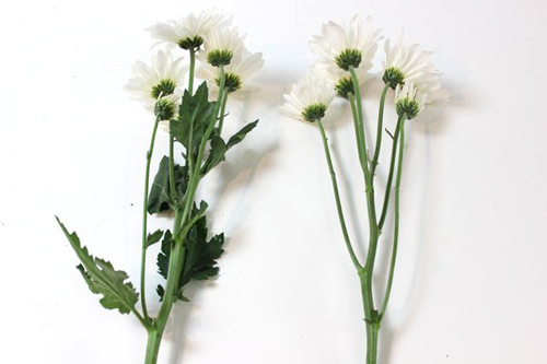 Bí quyết nhuộm màu cho hoa cúc trắng cực nhanh - 4