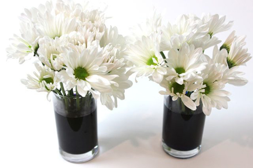 Bí quyết nhuộm màu cho hoa cúc trắng cực nhanh - 6