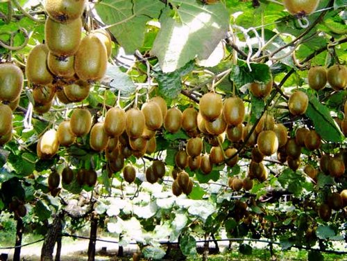 Tự trồng kiwi sai lúc lỉu tại nhà chẳng còn khó tại Việt Nam - 2