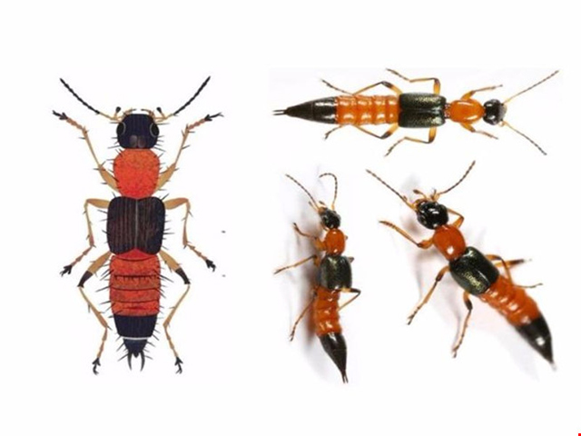 Nọc độc của kiến ba khoang mạnh gấp 10 lần nọc rắn hổ