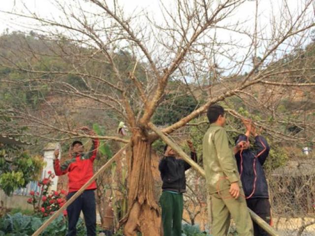 Chiêm ngưỡng cây đào mọc từ thân cây cổ thụ hiếm thấy