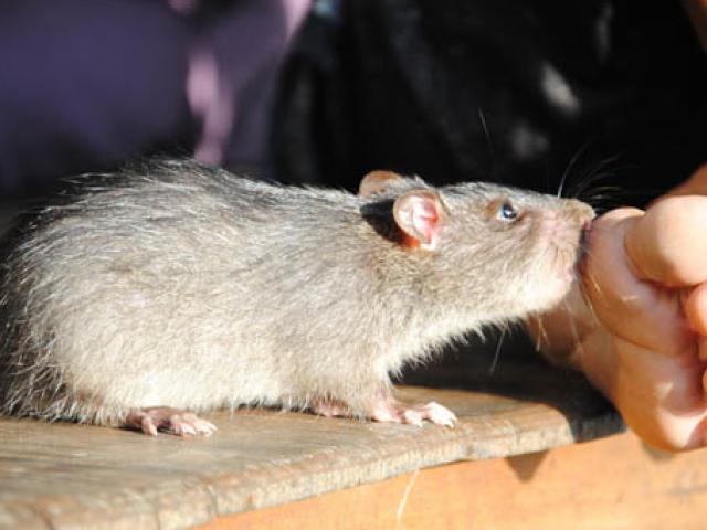 Bị chuột cắn bệnh nhân phải nhập viện cấp cứu
