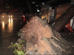 TP.HCM: Hàng trăm ngôi nhà bị tốc mái, cây bật gốc sau cơn mưa lớn kèm gió lốc mạnh