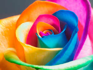 Hoa hồng bảy sắc : Tự làm hoa hồng bảy màu triệu đồng