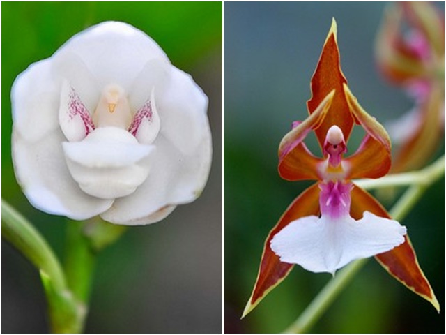 10 loài hoa đẹp mà kì lạ nhất thế giới