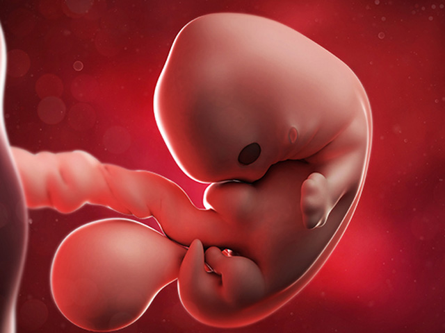 Mang thai tháng thứ 2: Trái tim bé nhỏ bắt đầu nhịp đập của sự sống