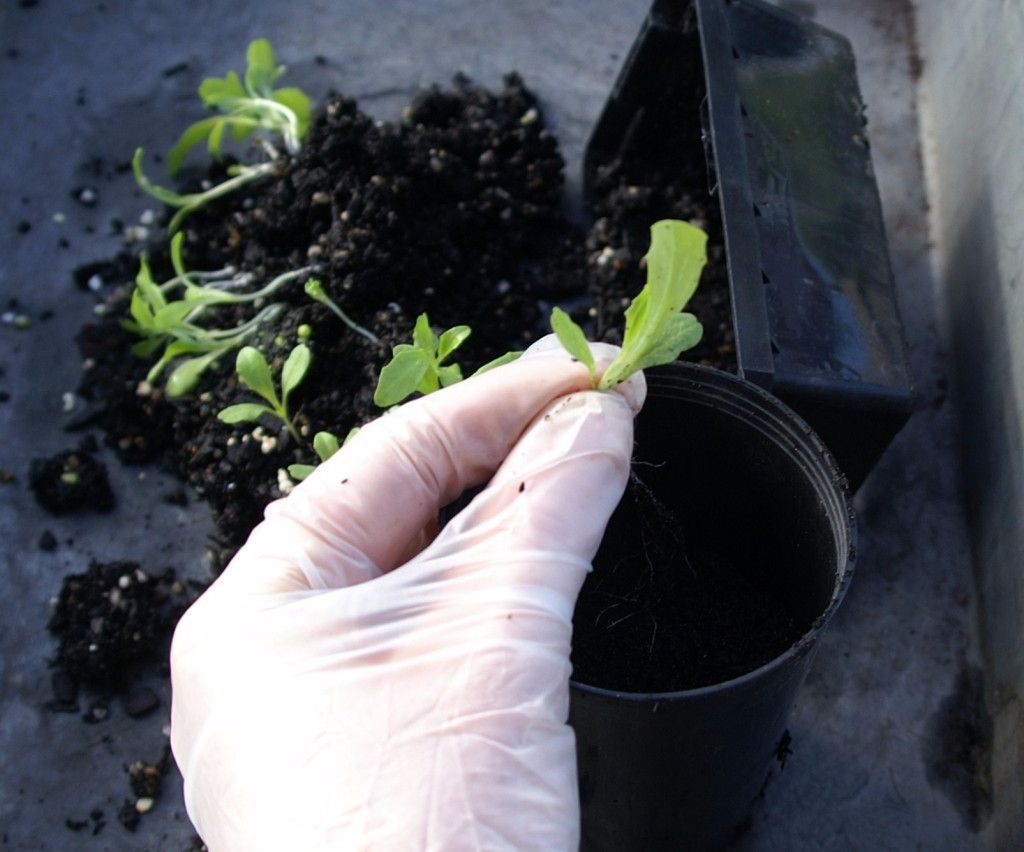 Xem ngay cách trồng rau xà lách từ hạt để kịp thu hoạch ngày tết
