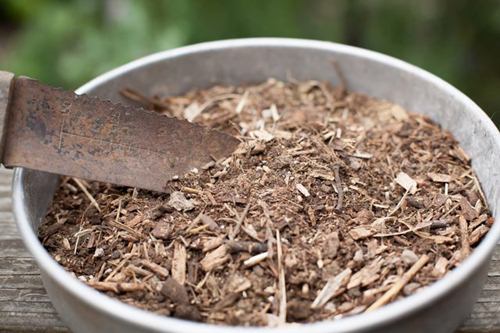 Trồng rau mùi từ hạt xưa rồi giờ phải dùng phương pháp này mới nhanh được thu hoạch