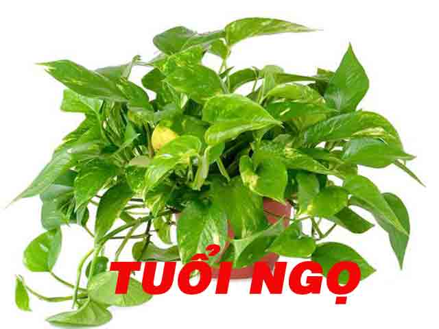 12 con giáp nên trồng cây gì trong nhà để thu hút tiền bạc, tài lộc?