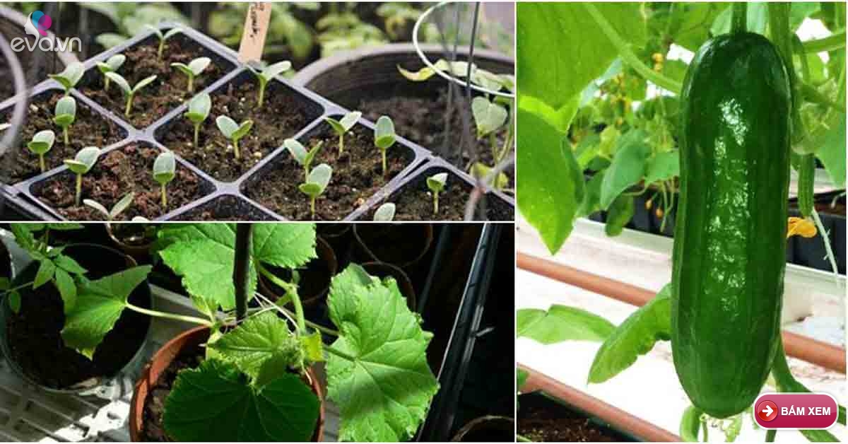 Cách trồng dưa chuột tại nhà sau hơn 1 tháng thu hoạch cả rổ