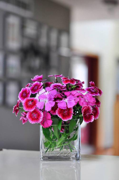Chăm sóc hoa Păng-xê là một việc làm cần sự cẩn thận và tình yêu thương. Hãy cùng tìm hiểu những bí quyết để chăm sóc hoa Păng-xê đầy màu sắc và tươi tắn qua hình ảnh, và trở thành một người chăm sóc hoa giỏi nhé!