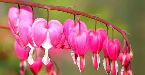 10 loài hoa đẹp nhất thế giới đã ngắm là không thể rời mắt - 5