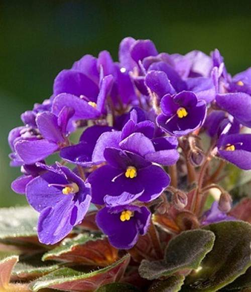 10 loài hoa đẹp nhất thế giới đã ngắm là không thể rời mắt - 10