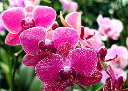 10 loài hoa đẹp nhất thế giới đã ngắm là không thể rời mắt - 3