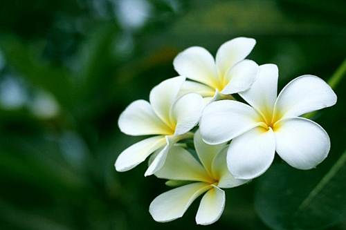 10 loài hoa đẹp nhất thế giới đã ngắm là không thể rời mắt - 6