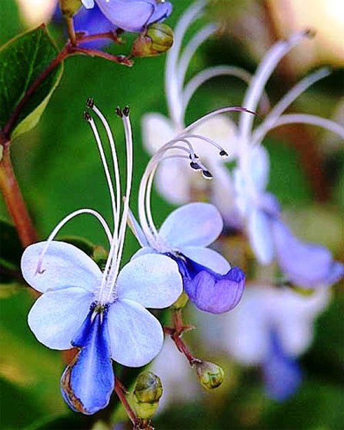 Những loài hoa độc - lạ nhất thế giới mà nhìn mãi mới biết là hoa