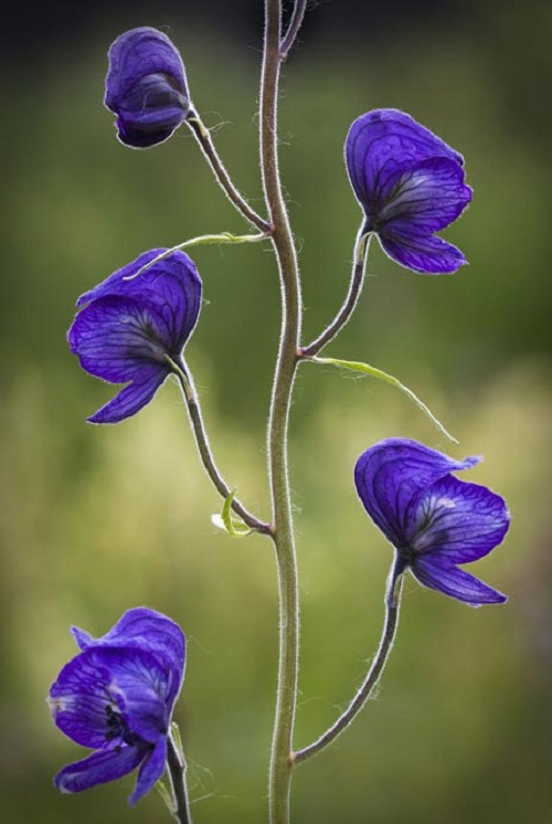 Những loài hoa đẹp: Không muốn chết sớm thì đừng dại trồng 7 loại ...