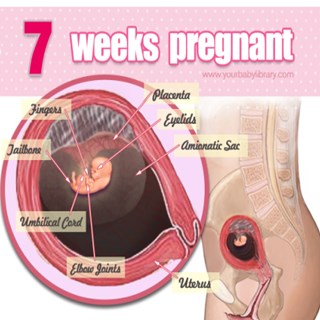 Thai nhi 7 tuần tuổi