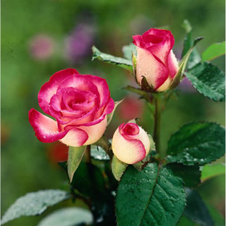 Trồng hoa hồng là một niềm đam mê, nó cũng đòi hỏi sự kiên nhẫn và chăm sóc đúng cách. Hãy cùng chiêm ngưỡng vẻ đẹp của những bông hoa hồng được trồng với sự yêu thương và sự dành dụm của người trồng hoa.