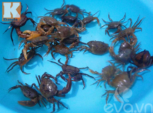 canh cua mong toi thanh mat ngay he - 1